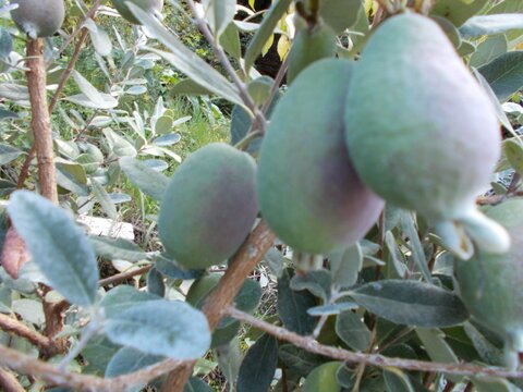 Alberts Pride (Custom)